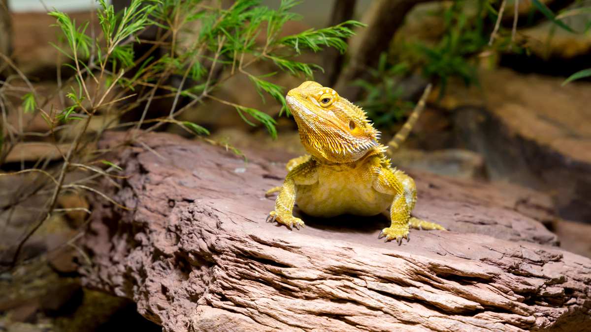 Bearded Dragon on Rock Bearded dragon resting on a rock