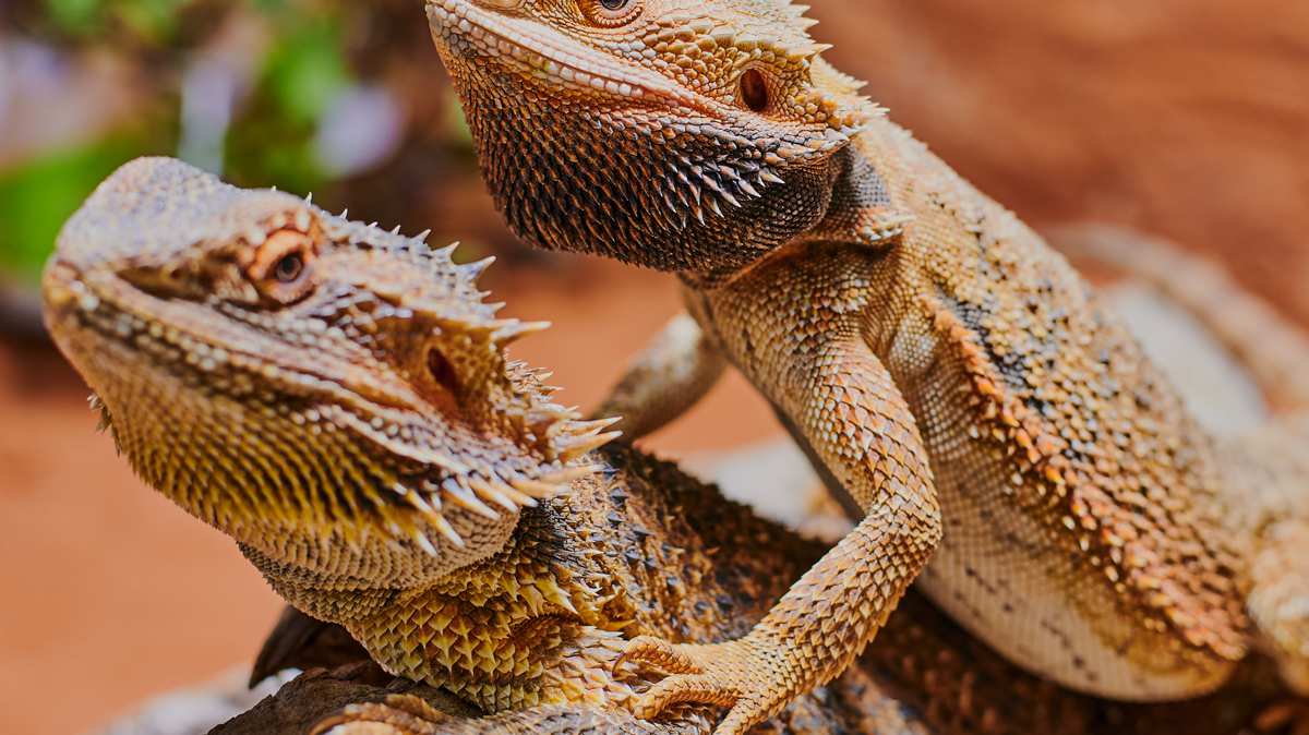 Bearded dragons sitting on top of each other Bearded dragons sitting on top of each other