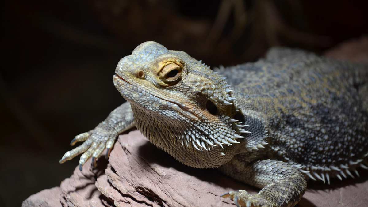 Bearded Dragon Bearded Dragon