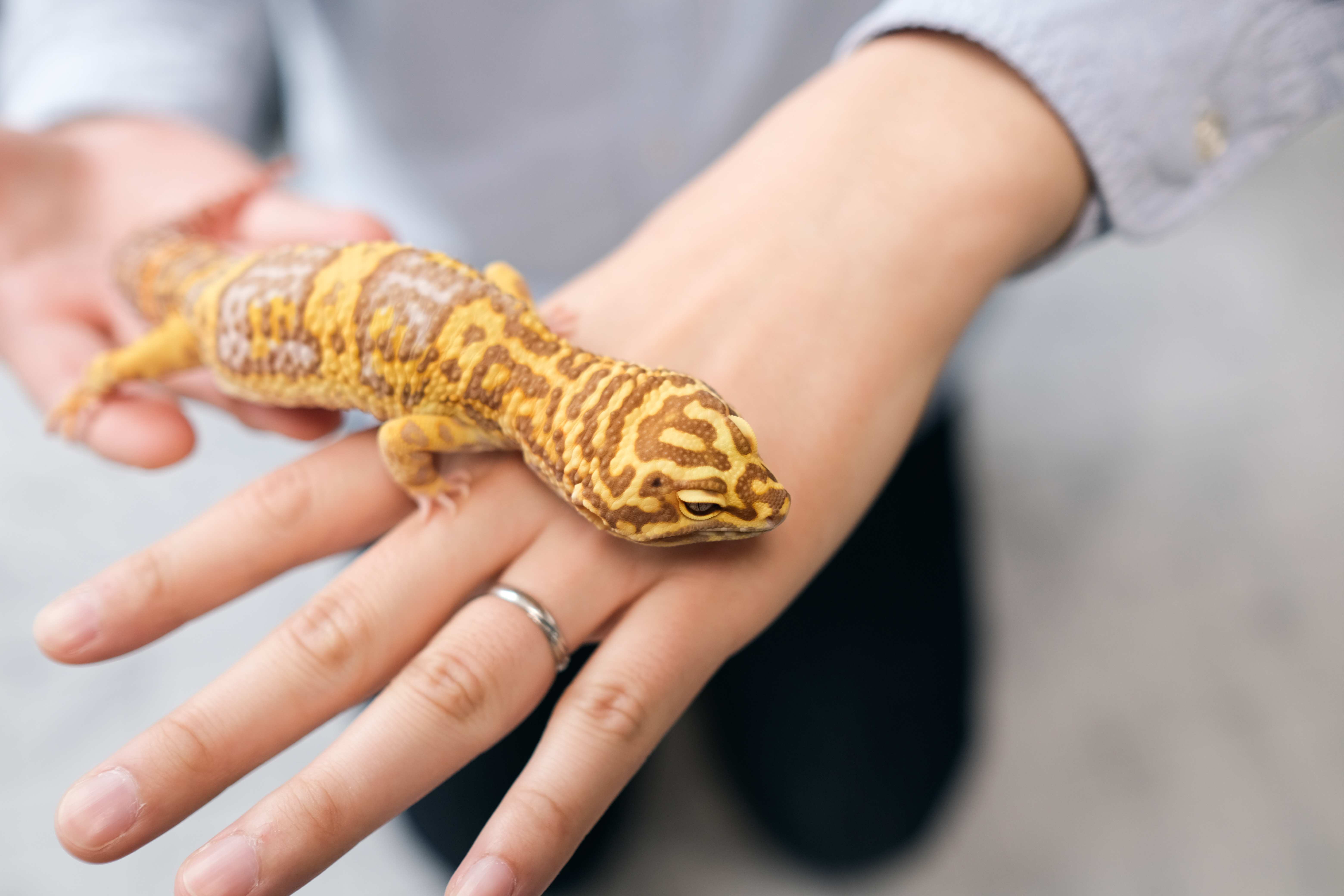 Where to Find Leopard Geckos for Sale » How to Pick A Healthy Gecko