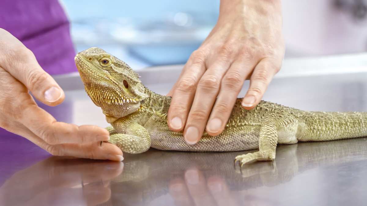 bearded-dragon-care-101-getting-the-basics-right-the-bug-shed