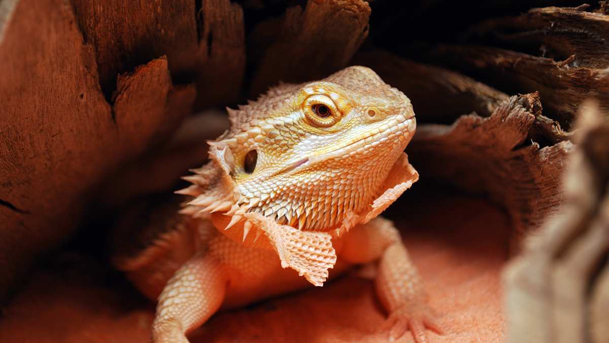 Bearded Dragon Shedding Bearded Dragon Shedding