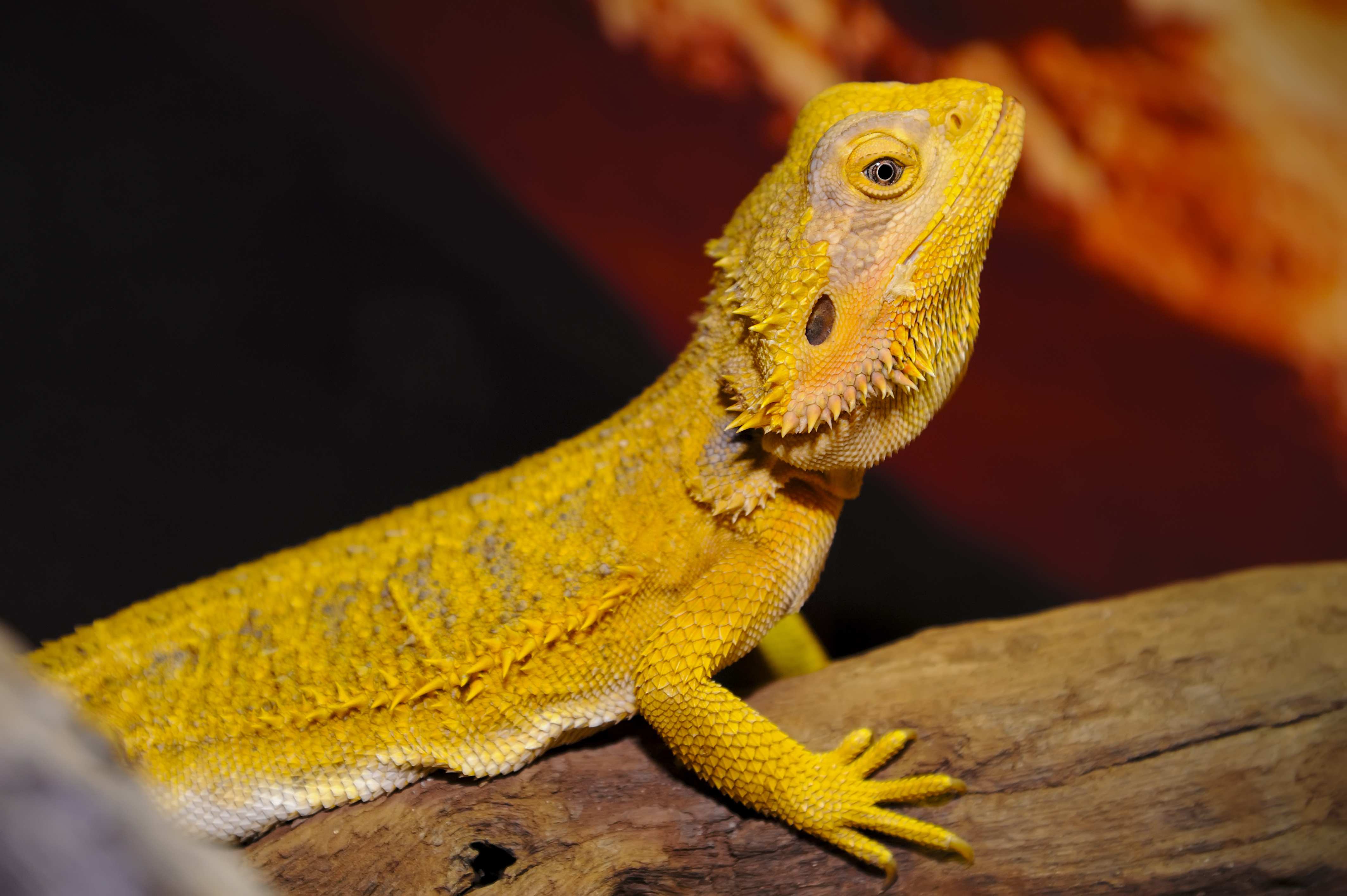 Types Of Bearded Dragons Learn Different Types Colors And Species