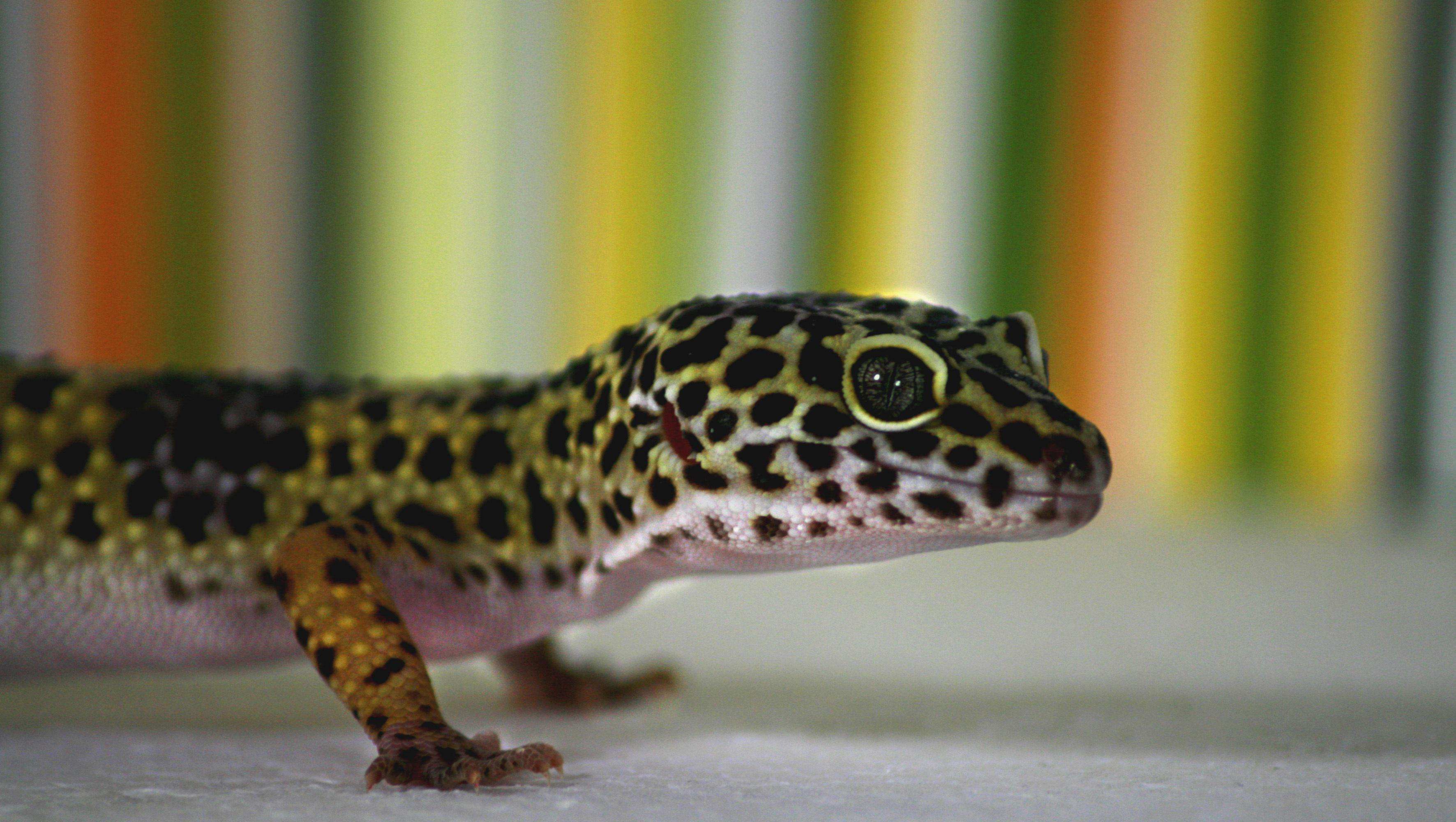 Leopard Geckos Information Facts And More