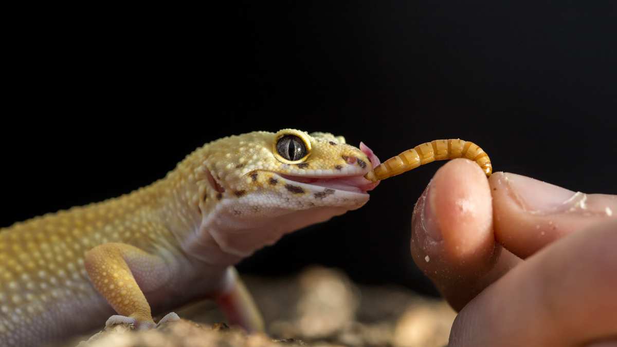 What Do Leopard Geckos Eat » The Complete Leopard Gecko Diet Guide
