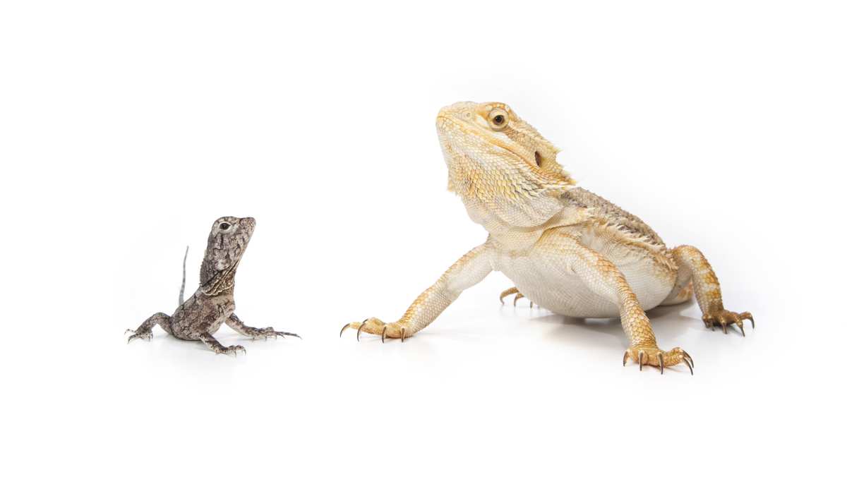 Young and Old Bearded Dragon